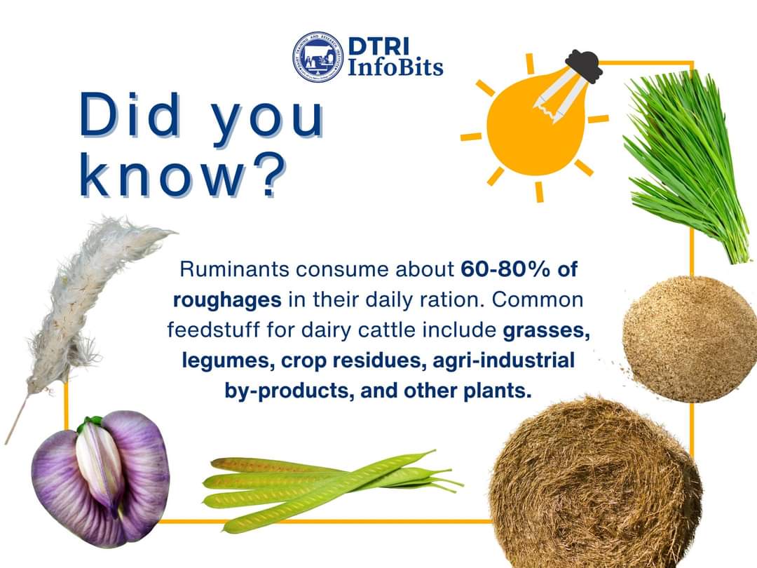 dtriuplb's tweet photo. 📷 It's time for #DTRIInfoBits 📷📷 

#DTRI  #dtriinfobits #forage #cattle #grass #uplb #ELBI #laguna #DidYouKnow https://t.co/BGRq5zK9uY