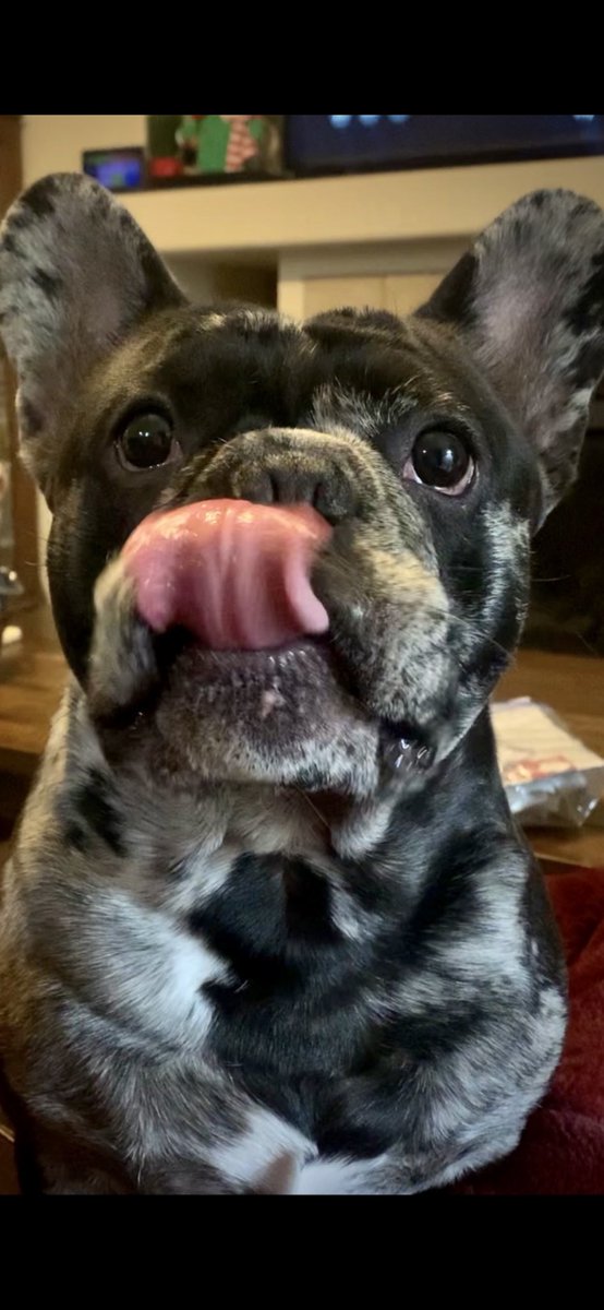 TitanMack21's tweet photo. It’s been a while since I did a tongue out Tuesday. Happy Tuesday Friends and keep those tongues out! 
#dogsoftwitter #frenchbulldog https://t.co/8DIwlkhFLJ