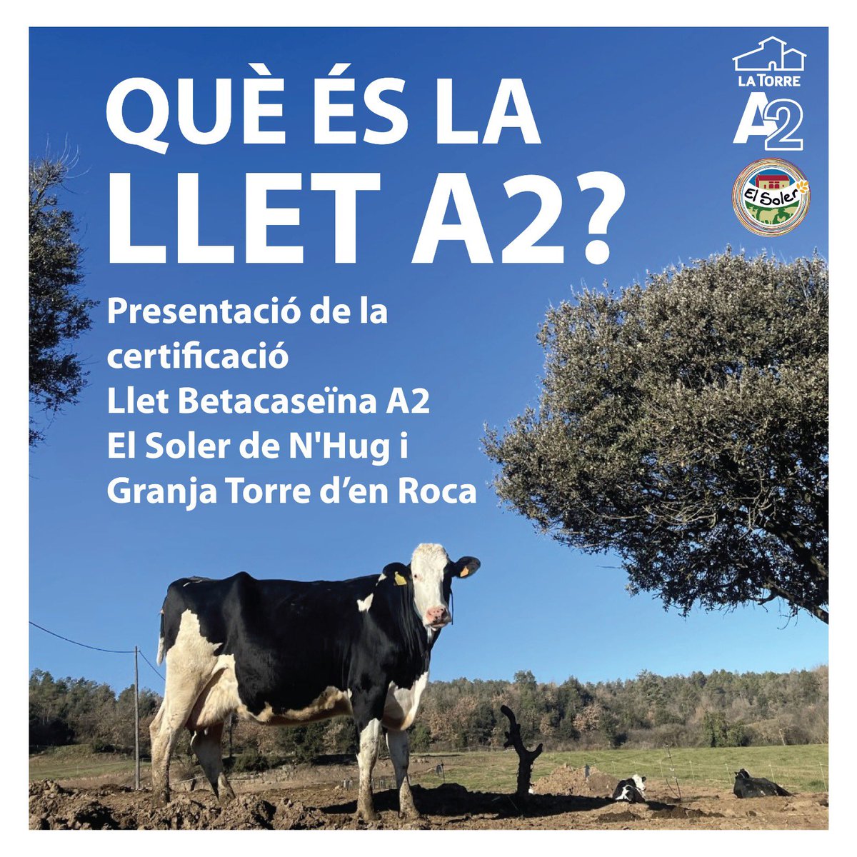 Solerdenhug's tweet image. “QUÈ ÉS LA LLET A2?”

Aquest proper dissabte 22 d’abril a les 12 del migdia us en parlarem al @LactiumVic #Vic! 

Per cert, al #Lactium hi serem tot  cap de setmana, junts amb la Granja Torre d’en Roca. Ens hi veurem?