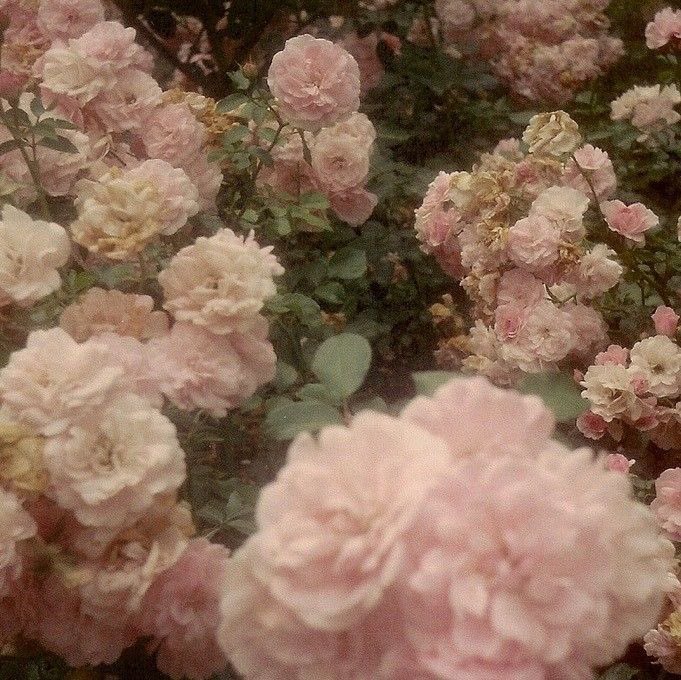 imelilavi's tweet photo. ❥･•ꔛ𝓐𝓷𝓰𝓮𝓵𝓲𝓬𝓪 𝓔𝓵𝓲𝓭𝓪 𝓛𝓪𝓿𝓲𝓰𝓷𝓮* ੈ✩‧₊

⠀⠀⠀⠀⠀⠀⠀  𝐿𝒾𝒸𝑜𝓇𝓃𝑒 𝐻𝑜𝓊𝓈𝑒⠀⠀⠀⠀⠀⠀⠀ ⠀⠀⠀⠀⠀⠀⠀𝒶𝓉 𝐵𝑒𝒶𝓊𝓍𝒷𝒶𝓉𝑜𝓃𝓈

⠀⠀⠀⠀⠀⠀ #beauxbatonsth https://t.co/Ewdlau9FrA