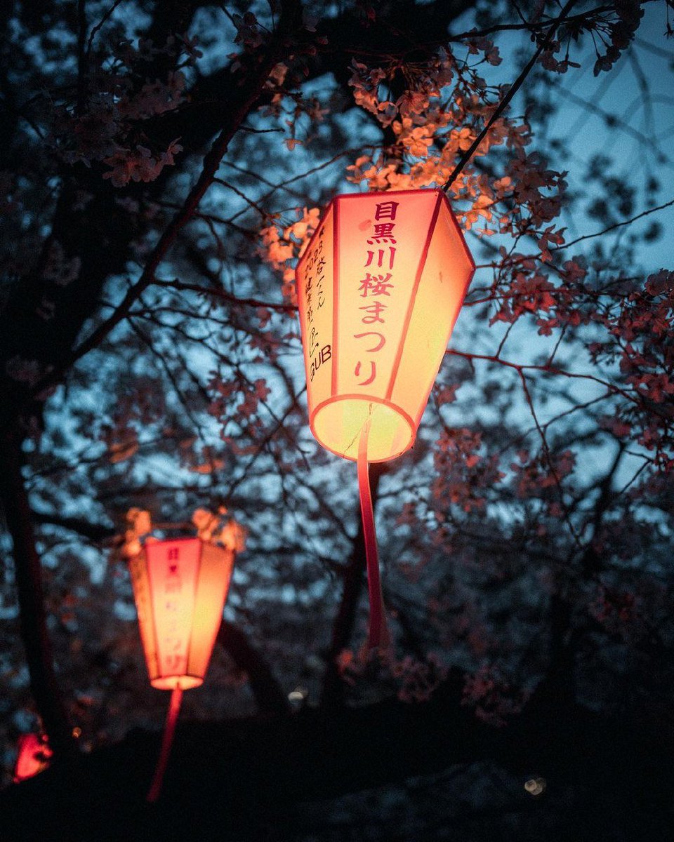 Tokyo Sakura Pack . 今年は去年以上に夜桜を満喫できた気がする。 . #streetphotography #hypebeast #bealpha  #sonyalpha #japan_city_blues  #discovertokyo #visitjapanjp  #nightphotography  #streets_vision #streetclassics #japanko_official #japandailies #tokyocameraclub
