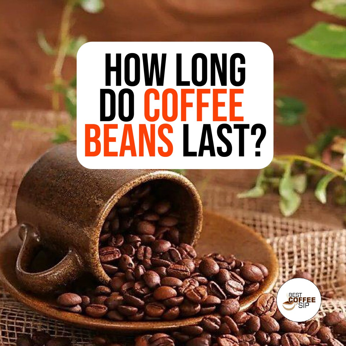 Brewing the perfect cup of coffee starts with fresh beans! ☕️👌 Join us as we decode the mystery behind coffee bean freshness and learn how to savor the flavor.

For Learn More: bestcoffeesip.com/how-long-do-co…

#Coffee #CoffeeLovers #UnlockTheMystery #BeanSecrets #CoffeeAddict #mnwild