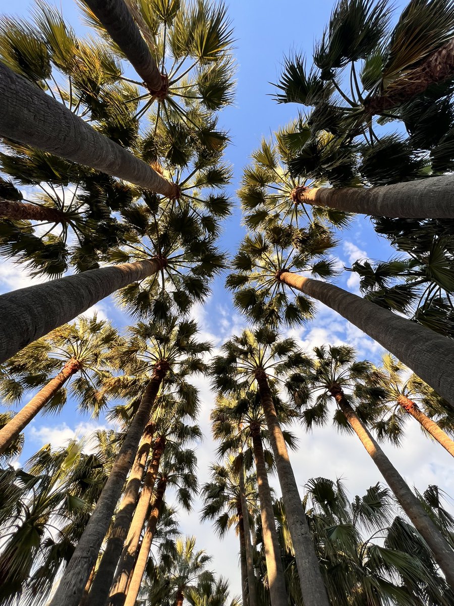 music.youtube.com/watch?v=9jdzcU…
It's enough to feel you're close from a place you would be one day ✨️ 
Close your eyes and have a deep breath & smile; we're fine 🙂 
#CotedAzurFrance #France #cannesfrance  #palmtrees #villecannes #travel #discover #memories #hope #naturephotography