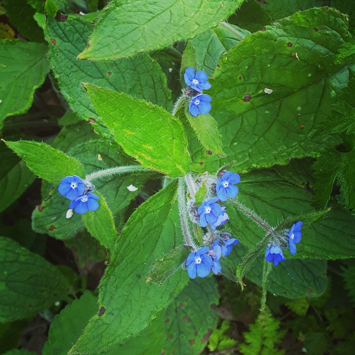 Heidi_Swain's tweet photo. I got the blues ๐ on my early #walk today, but in a good way! These beautiful flowers stood out a mile. I think they're #alkanet a member of the #borage family. Intense #birdsong was another feature. The #chiffchaff was really going for it! #spring #april
๐ฟ๐๐ฟ๐๐ฟ๐๐ฟ๐๐ฟ https://t.co/UQJAlqa3Jh
