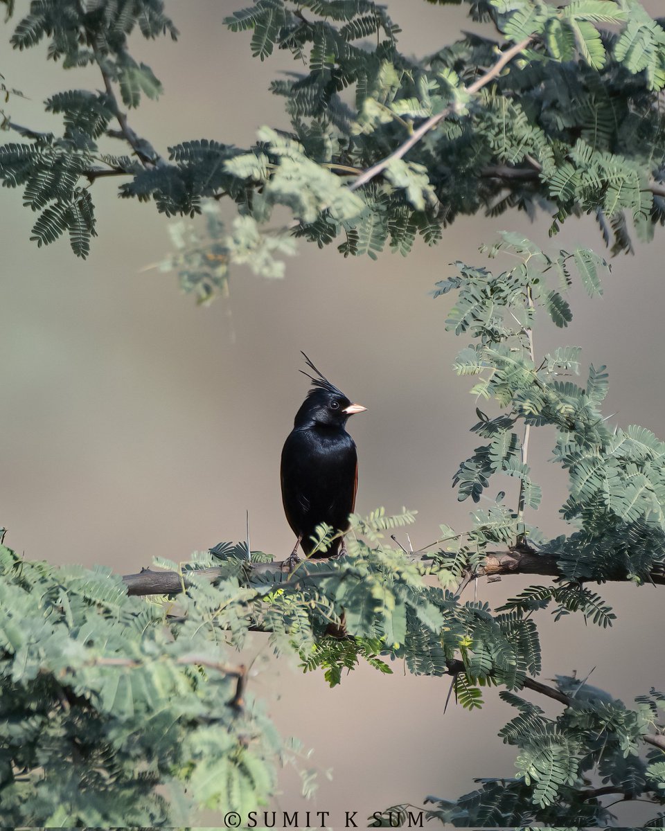 This Crested Bunting was happy to  pose for me.

#IndiAves #BirdsSeenIn2023 #TwitterNatureCommunity #BirdTwitter @IndiAves @Britnatureguide #BirdsOfTwitter @incredibleindia @NatGeoIndia #TuesdayMotivaton #TuesdaySpecial #nature #photography #DelhiNCR #Haryana #naturephotography