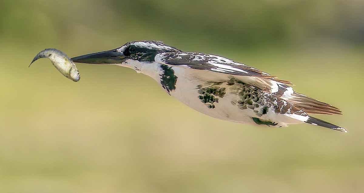 Another one of the exquisite shots thankfully

#BirdsOfTwitter #IndiAves #nature #birdphotography #ThePhotoHour #BBCWildlifePOTD #twitterbirds #birdpics #Asianbirds #birds #NaturePhotograhpy #birdinflightwithfish #piedkingfisher #birdsoftheworld #NaturePBS #Exclusiveaction #fish