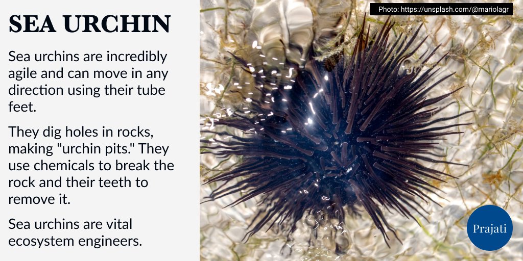 WePrajati's tweet image. #Seaurchins have a special eating tool called Aristotle's lantern with five sharp teeth to eat algae and other things. By eating, they help control algae growth and change how the underwater world looks.
#sea #sealife #animals #planetearth #education #nature #photography