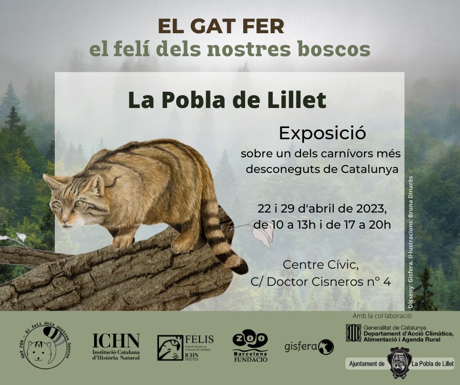 Encara no heu visitat l'exposició del #Gatfer, el felí dels nostres boscos?😯
Els dos propers caps de setmana teniu l'oportunitat de veure-la a la Pobla de Lillet, al nord del Berguedà📌
Una zona on s'està fent seguiment de l'espècie des de fa més de cinc anys🐱