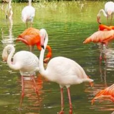 Lots of support from everyone <a href="/Degen_Zoo/">AI Zoo - AI generated NFT games on Solana & BSC</a>  Help me get my money back $DZOO