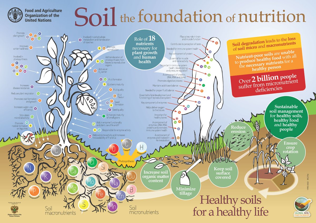 🌿 Just like plants, our bodies need essential elements to flourish. Discover how these nutrients work their magic to support both plant growth & human health! #SoilHealth 👇🏿👇🏿👇🏿 in English fao.org/3/BC275e/bc275… and in 🇫🇷🇪🇸🇦🇪🇨🇳🇷🇺🇹🇷🇩🇪🇬🇪 🇮🇹 👉🏿👉🏿👉🏿tiny.cc/a3c6vz