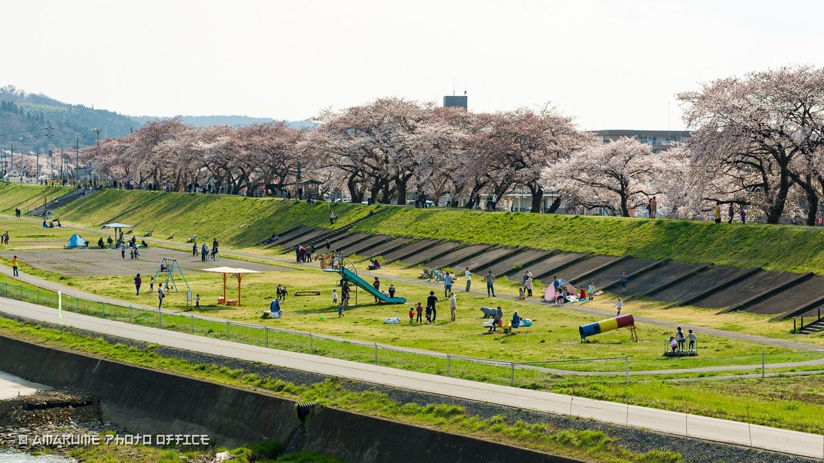 amarume_T's tweet photo. 磐井川堤防に桜並木があった頃。
2015年4月12日撮影
#桜 #サクラ #さくら #桜並木 #堤防 #河川敷 #河川敷公園
#岩手 #一関 #磐井川 #磐井川堤防 #磐井川河川敷
#pentax #k5ii #da50135 https://t.co/Galaaj7TQS