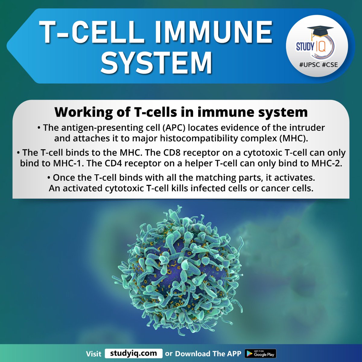 T-Cell Immune System

#tcellimmunesystem #omicranvariant #sarscov2 #tcellimmunity #typeofleukoycte #bloodcell #immunesystem #bonemarrow #immuneresponse #tcell #antigenpresentingcell #apc #mhc #cdb #cd4 #cytotoxic #cancercells #upsc #cse #ips #ias