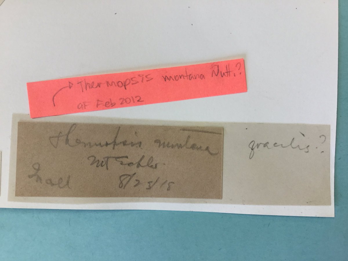 #botanytwitter, any idea about what the word is in the bottom left?  Unfortunately, we are also not sure the ID is correct.