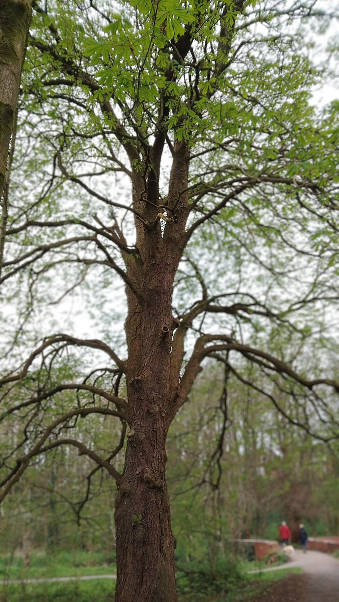 s4r4h_l's tweet photo. #ThickTrunkTuesday becoming clothed in green again. My favourite horse chestnut tree in #HighgatePark, #Preston @keeper_of_books #trees #vitaminN. https://t.co/Fw4PWNds18