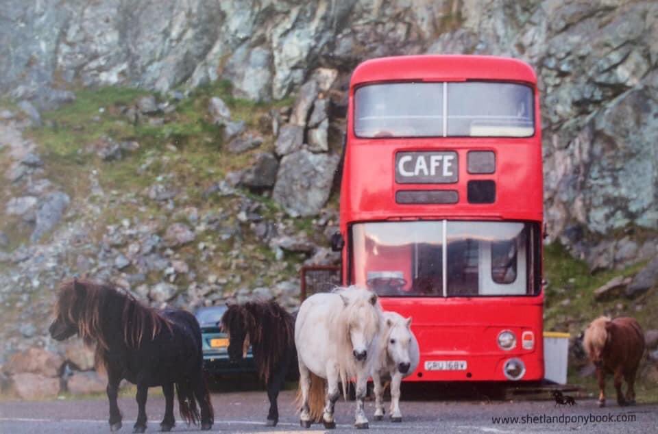 Ganging up for #ponyhour #Shetlandpony #Shetland #cafeculture #tuesdayvibe