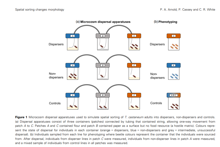 How do size and other traits differ between 'dispersers' and 'non dispersers'? <a href="/pieter_arnold/">Pieter Arnold</a> @Craig_R_White @InvasionEcology  investigated the responses of dispersal and morphological traits to spatial sorting in red flour beetles  …lpublications.onlinelibrary.wiley.com/doi/pdfdirect/…