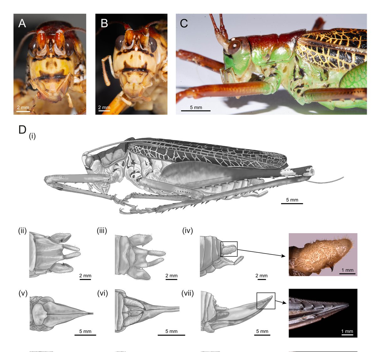 New bug just dropped ! Say hello to the pseudophylline katydid E. viridicorpus 🦗🦗

authors.elsevier.com/a/1gx9LA7vOxaIF