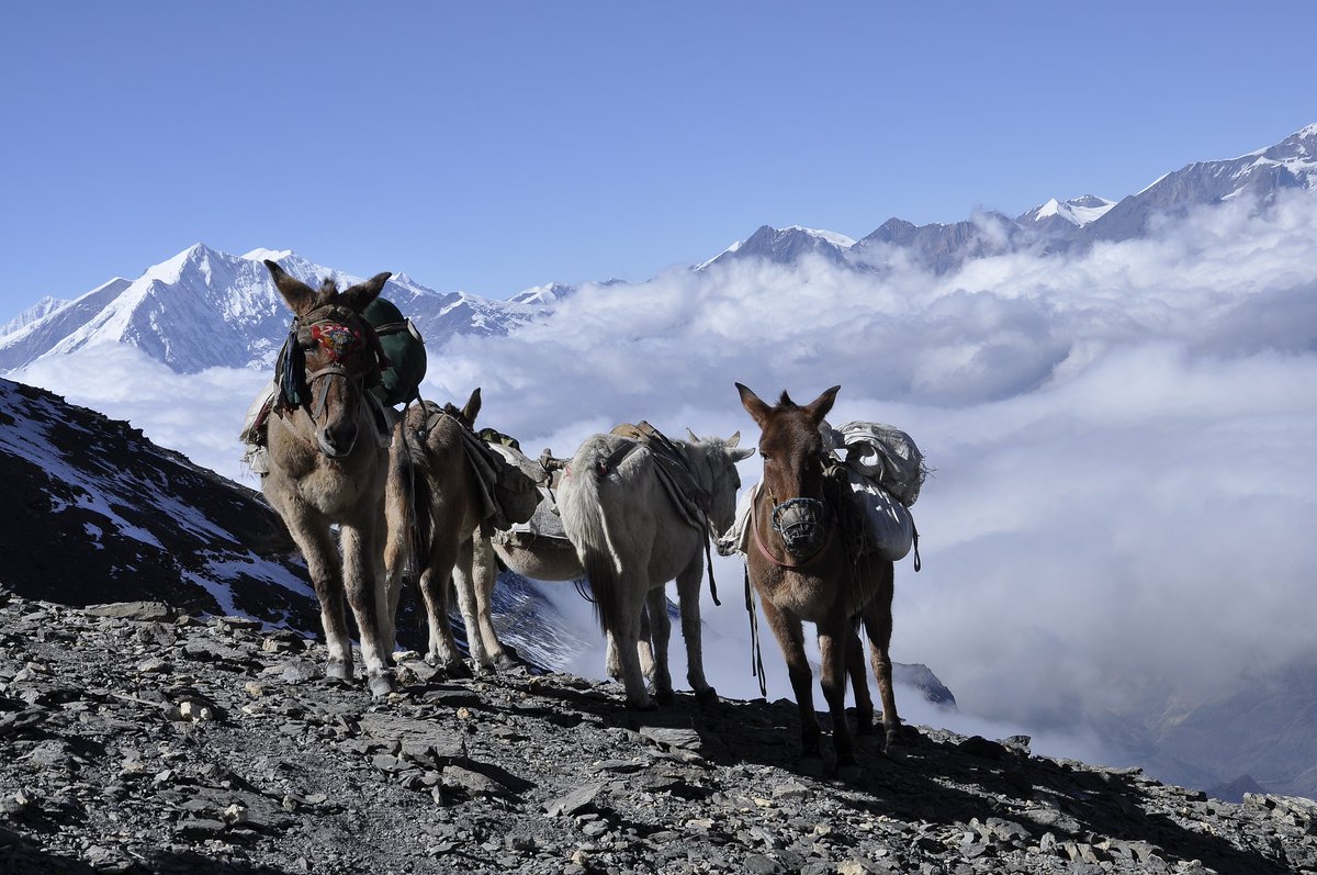 nevitrek's tweet photo. Meet my trusty Himalayan donkey! 🐴🏔️

Donkeys are the primary means of transport in the Himalayas and they're incredibly reliable. It's been an unforgettable experience exploring the mountains with my trusty companion by my side. 🙌🏼  #MountainLife #Nepaltrekking2023 https://t.co/lUX6xubJqt
