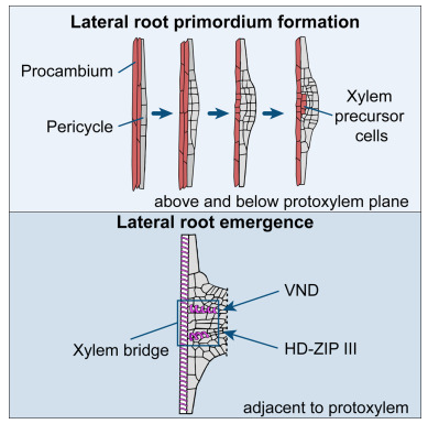 The primary root procambium contributes to #lateralroot formation through its impact on xylem connection <a href="/CurrentBiology/">Current Biology</a> sciencedirect.com/science/articl… by <a href="/NoelPonte/">Noel Blanco-Touriñán @noelponte.bsky.social</a> <a href="/jdubrov/">Joseph Dubrovsky</a>  <a href="/AntiaVascular/">Antia Rodriguez-Villalon</a> et al