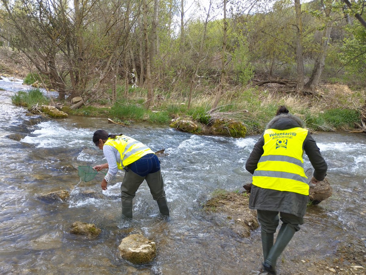 fundacionO2's tweet photo. #ArandadeDuero
La semana pasada estuvimos en el río Arandilla, mejorando y sensibilizando su entorno con voluntarios, gracias al Ayuntamiento de la ciudad.
Siempre una labor muy necesaria en nuestros entornos fluviales.
#voluntariado #microplasticosMACROBASURA #CSIrios https://t.co/oyhL8n3wAc