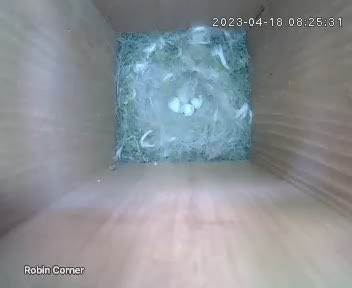 <a href="/GreenFeathersUK/">Green Feathers</a> <a href="/BTO_GBW/">BTO Garden BirdWatch</a> <a href="/CJWildlife/">CJ Wildlife Bird Foods</a> our Great Tit has finally given us a sneak peak on what she’s been sitting on for just over a week now 😊, 4 eggs so far we think