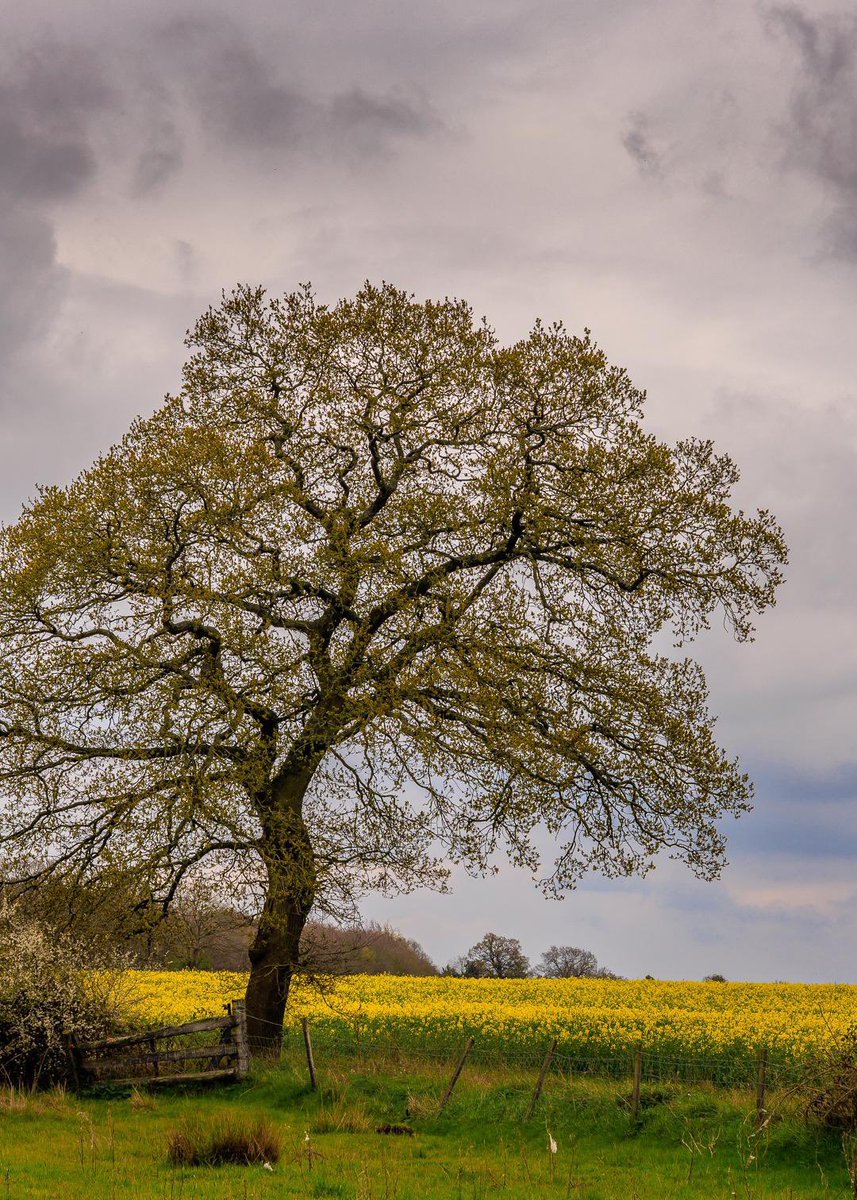 SolihullUpdates's tweet photo. Good Morning #Solihull
#Tuesday will be largely dry with a mixture of sunny and cloudy spells. Light to moderate winds. Highs of 14°C & Lows of 6°C
(Image: #Baddesley - @No1GhostDog). https://t.co/XVNAb6E03l