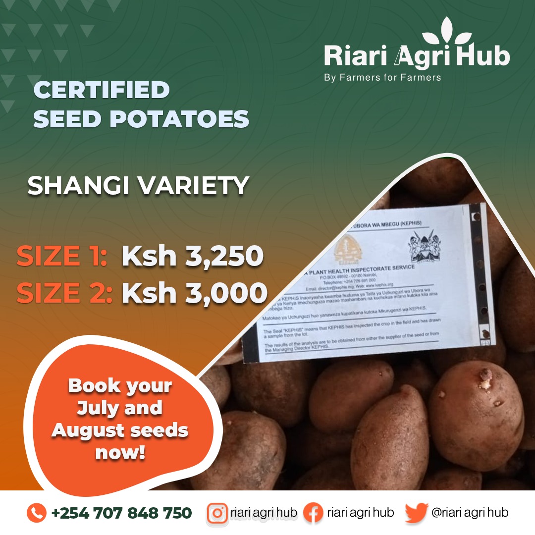 RiariAgriHub's tweet photo. You harvest what you sowed.
We got your back.
#CertifiedSeedPotatoes
#BookToday
#ByFarmersForFarmers https://t.co/ZMqqLitNad