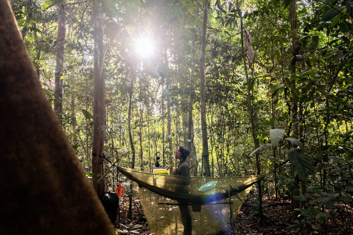 Radio3scienza's tweet photo. Alle 11.30 vi portiamo nelle #foreste del #Borneo con #DavidMonacchi e il suo progetto #FragmentsOfExtinction per raccogliere il canto delle foreste, che con la crisi della #biodiversità, sta sparendo.
E domani 19.50 la seconda puntata dell'audiodoc per #TreSoldi su @Radio3tweet (foto di Alex D'Emilia)