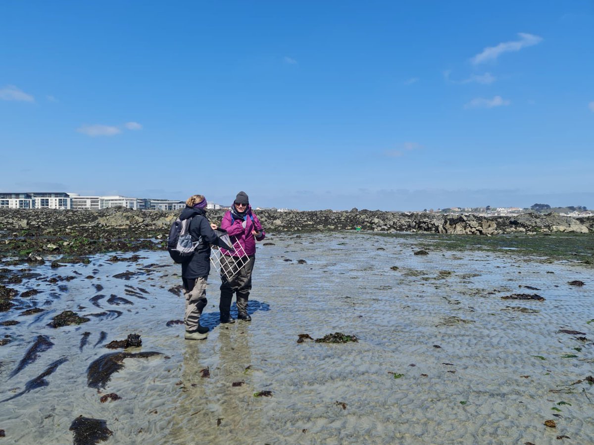 We can’t wait for our <a href="/beepresearch/">BEEP</a> survey this Saturday on #EarthDay2023 <a href="/beepresearch/">BEEP</a> 
Join us for a wonderful afternoon searching for #eelgrass #seagrass on the seashore. Bring your wellies!
WHEN: Saturday 22nd April at 2pm at Salarie Corner. Email marine@alderneywildlife.org