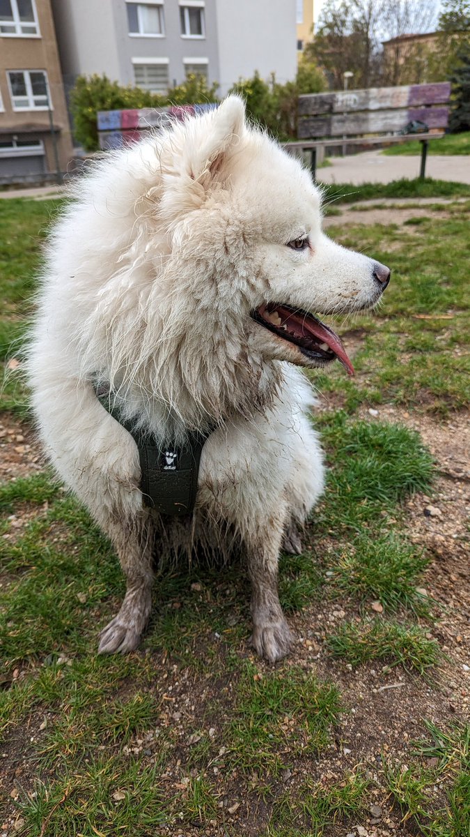 CrysantosTV's tweet photo. @Galaxt1ka When your fluffy dog has fun outside after rain 😄 https://t.co/0wIGPbvceh