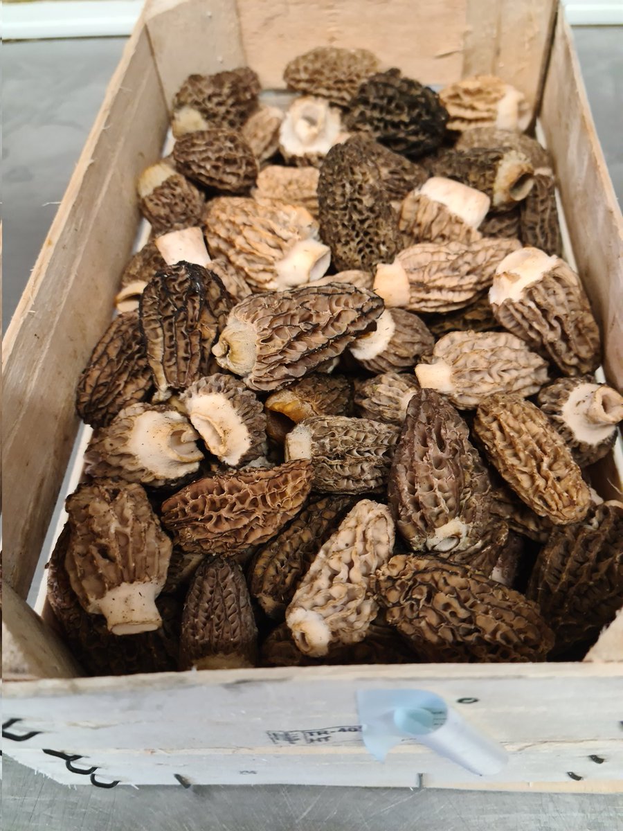 T'is the season 😎🍄