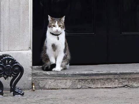 Rishi Sunak does not lead a different Party from Theresa May-Boris Johnson or Liz Truss-stop telling us he is not responsible for the current crisis-it's the fucking Tory Party whether led by him or Larry The Downing Street Cat