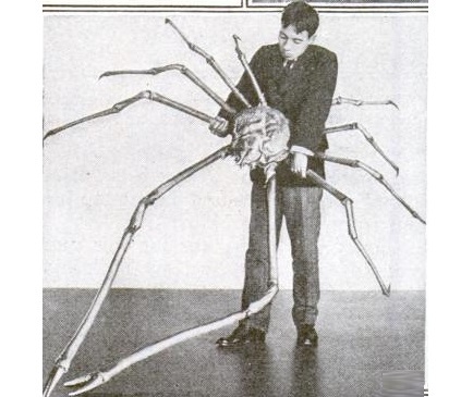 The largest arthropod ever caught: a Japanese spider crab with a 12 ft arm span.