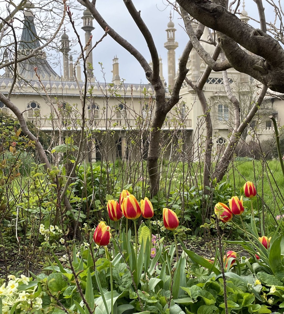 Gorgeous tulips in the <a href="/BtonPavillion/">BrightonPavilion</a> grounds on the way to @mayowynnebaxter Brighton office 🌷