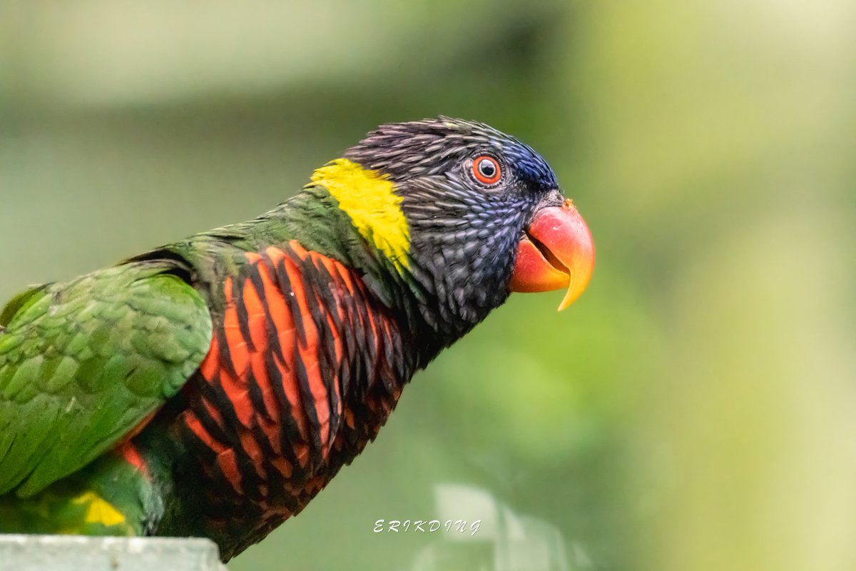 #RainbowLorikeet

#birds #birdwatching #bird #nature #birdphotography #birdsofinstagram #wildlife #naturephotography #birding #wildlifephotography #birdlovers #photography #naturelovers #birdstagram #birdlife #canon #animals #bestbirdshots #photooftheday #BBCWildlifePOTD