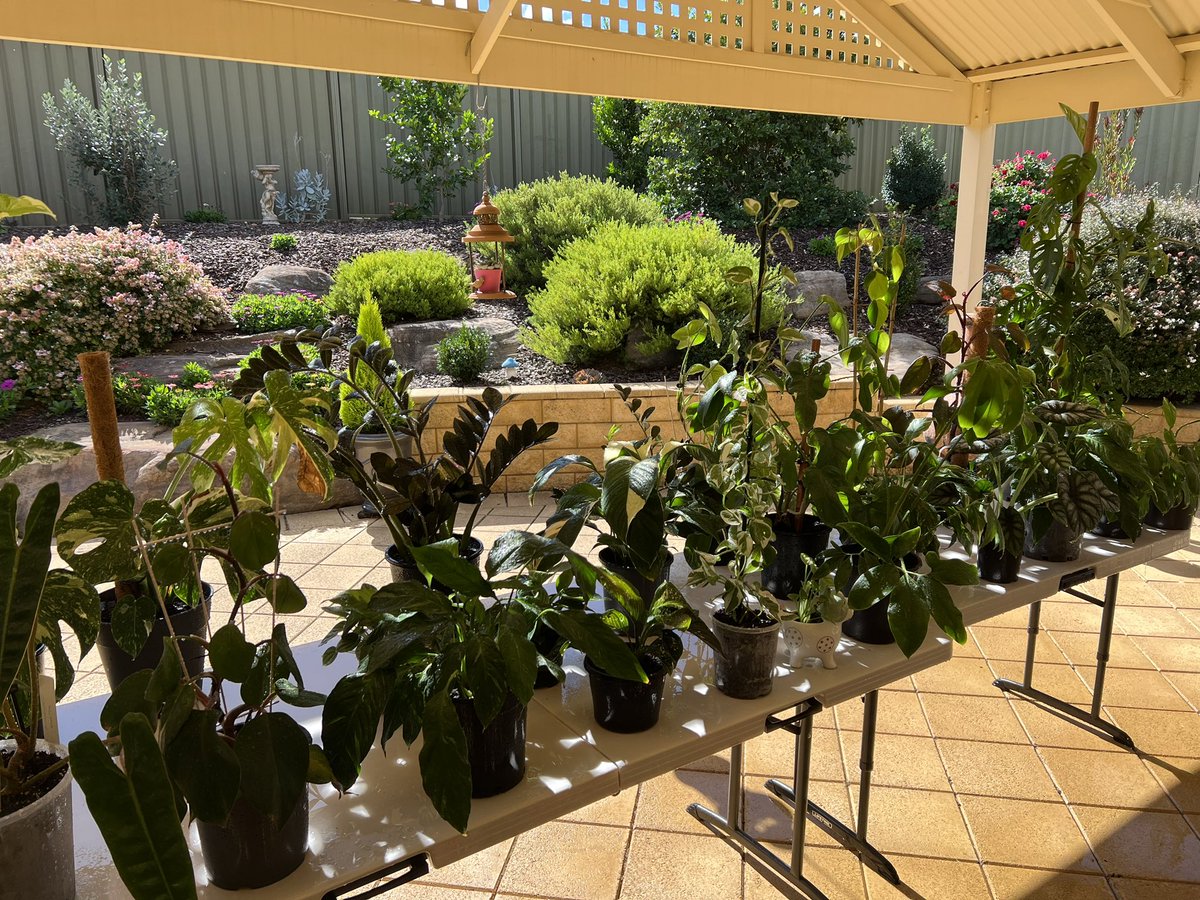 Today all of my inside plants got a good watering and misting outside. ☀️