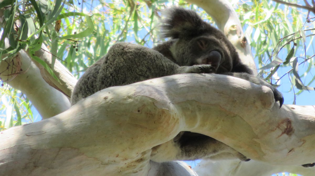 numenini's tweet photo. The above birds were seen during wonderful @EAAFP #MOP11 field trip organised by @BirdlifeOz to amazing North Stradbrooke Island where mind was also blown by sleepy Koalas, confiding Eastern Grey Kangaroos complete with joeys, Manta Rays & Green Turtles. #MoretonBay #Queensland https://t.co/55CjQHtTPH