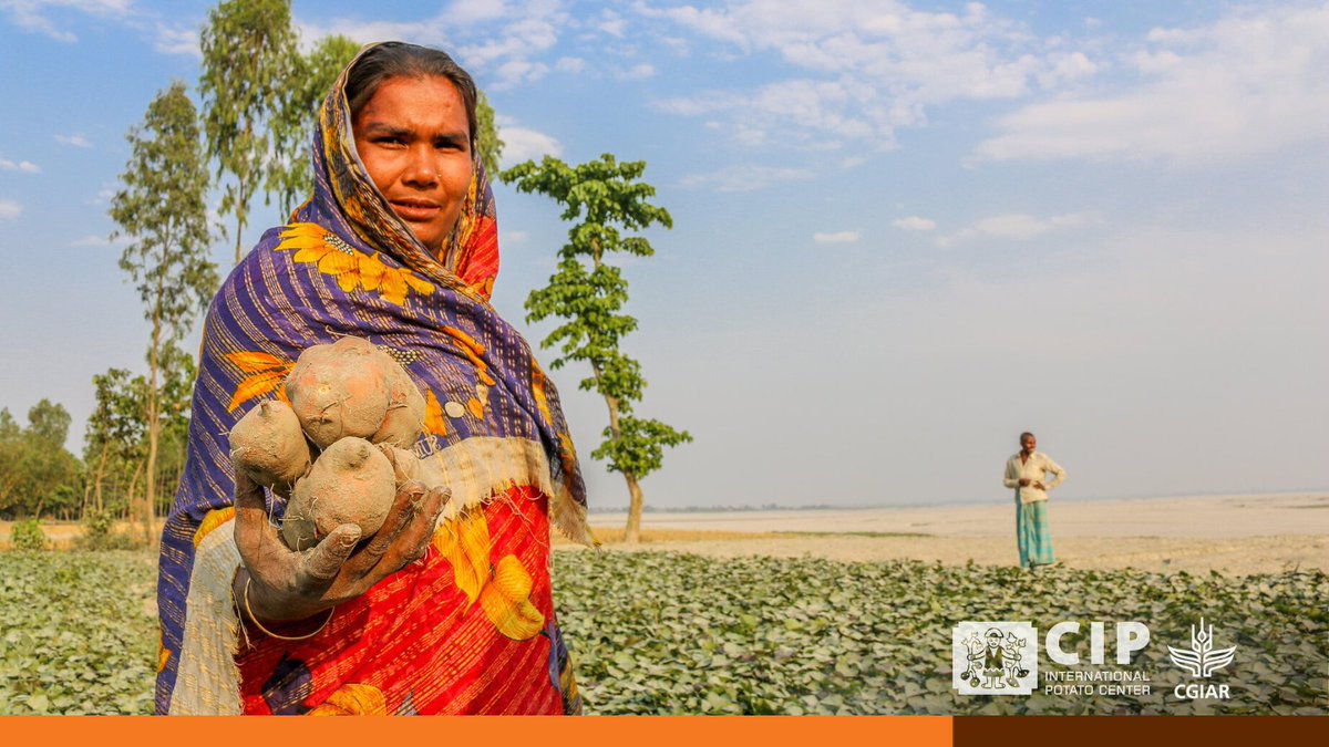 Cipotato's tweet photo. #DYK #ClimateSmart potatoes 🥔 &amp; sweetpotatoes 🍠 can be a tropical farmers’ best bet for #FoodSecurity and #NoPoverty in a #ClimateCrisis

👉🏽 https://t.co/W1f2TaJoLD

🔸 @Ag_Productivity
🔸 @ScienceAlly
🔸 @CGIARclimate
🔸 @CGIAR

#OneCGIAR https://t.co/tK7xdx7nMT