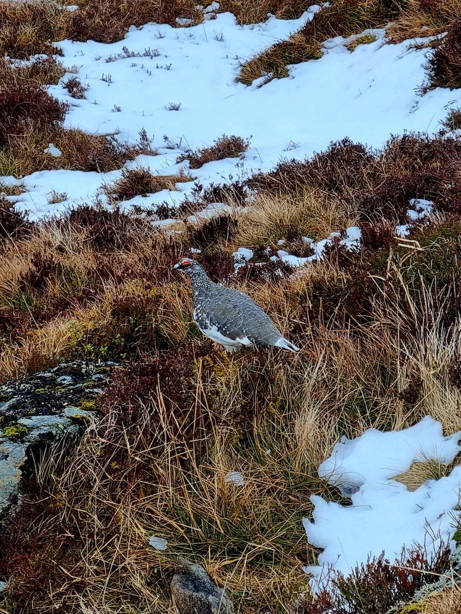 Munros4MND's tweet image. A very enjoyable day! The weather  was better than expected which is always a bonus!

Ben Wyvis ✅️

#ThinkWinter #YourScotland
@walkhighlands @TGOMagazine @ScotsMagazine @VisitScotland @Mountain_Scot @ramblersscot @ScotWays @ilona_turnbull