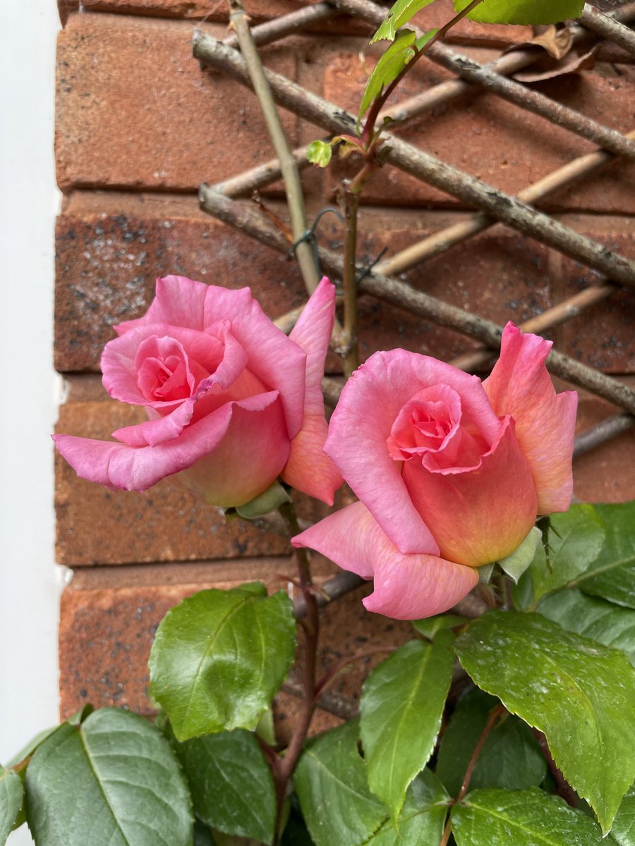 Victor Russo tweet media