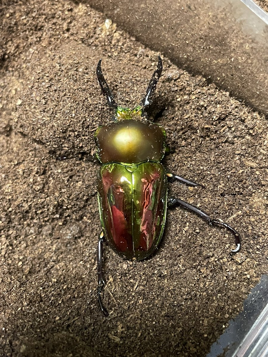 0522mol's tweet photo. 【ニジイロクワガタプレゼント🎁】

ニジイロクワガタ差し上げます。

ガチの方はノーマルのしかも小さいニジイロなんていらないですねぇ。需要があれば…

虫好きキッズに届けばいいなって言う企画です。よろしくお願いします。 https://t.co/UaawKk6XxK