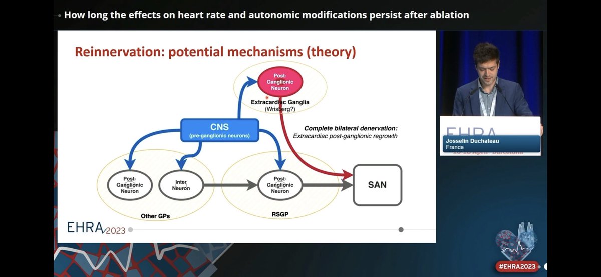 netta_doc's tweet photo. Very nice #Cardioneuroablation presentation from J. Duchateau
* Produces long-term cardiac #denervation
* Reinnervation occurs early, cont at 2y, slows progressively, affected by ablation technique / selected GP
#EHRA2023 #EPeeps
Chairs: @MDTolgaAksu @MarmarVaseghiMD https://t.co/ynhCZz5PM5