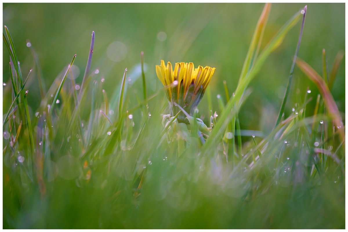 grantabtphotos's tweet photo. The Magic Kingdom
#raw_uk #raw_commmunity #yorkshire #nikon #nikonz #nature #naturegang #raw_nature #pictas #picofftheday #yorkshire_lover #englandcountryside #spring #tranquility #england #podium #bbcspringwatch #bbcyorkshire #wakefield #raw_flowers #raw_colours #flower https://t.co/VTqF1tMg01