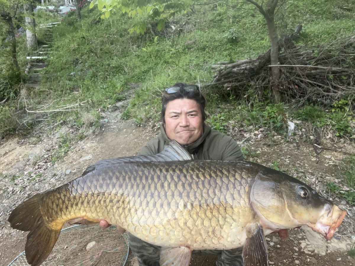 奥多摩湖の巨鯉 #奥多摩湖 #鯉釣り #鯉 #つり #のふいぶちゃんねる