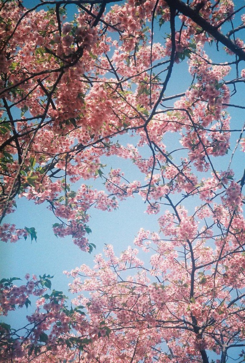ty__photo's tweet photo. もう桜も散って緑になってる頃？
だからあえて桜満開載せとくね！

#河津桜 
#フィルムカメラ 
#フィルム写真 
#portrait
#ポートレート

#おくさんぽ
#お写ん歩 
#キ��トリセカイ 
#写真好きな人と繫がりたい 
#カメラ好きな人と繋がりたい 
#ファインダー越しの私の世界 
#写真で伝える私の世界 https://t.co/nMjbvuRfil