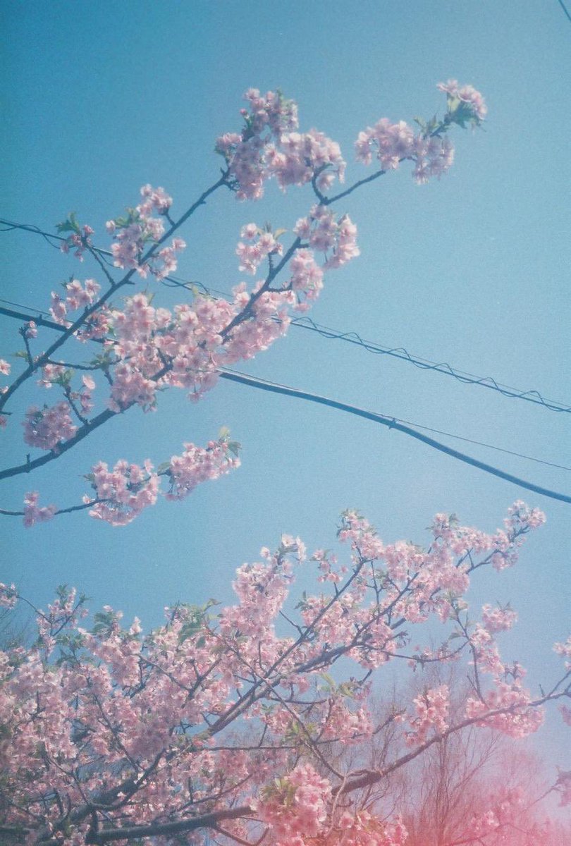 ty__photo's tweet photo. もう桜も散って緑になってる頃？
だからあえて桜満開載せとくね！

#河津桜 
#フィルムカメラ 
#フィルム写真 
#portrait
#ポートレート

#おくさんぽ
#お写ん歩 
#キ��トリセカイ 
#写真好きな人と繫がりたい 
#カメラ好きな人と繋がりたい 
#ファインダー越しの私の世界 
#写真で伝える私の世界 https://t.co/nMjbvuRfil