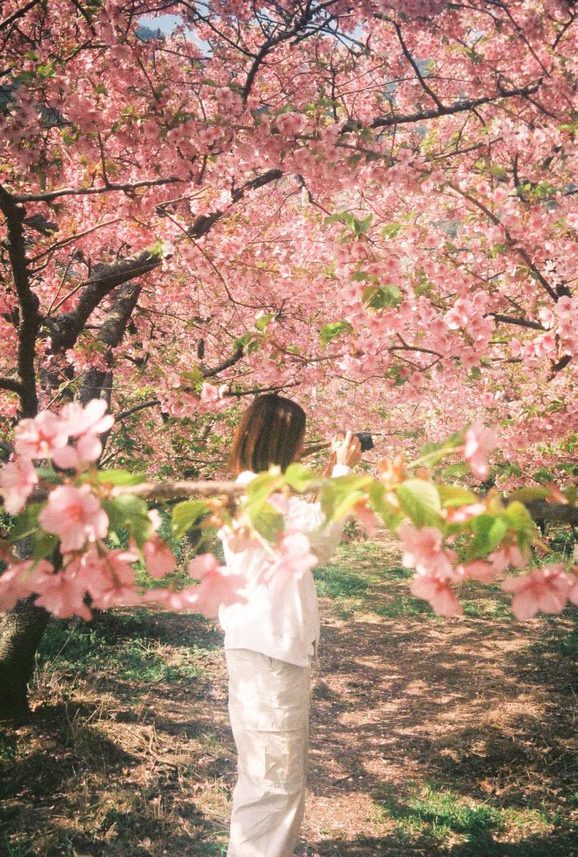 ty__photo's tweet photo. もう桜も散って緑になってる頃？
だからあえて桜満開載せとくね！

#河津桜 
#フィルムカメラ 
#フィルム写真 
#portrait
#ポートレート

#おくさんぽ
#お写ん歩 
#キ��トリセカイ 
#写真好きな人と繫がりたい 
#カメラ好きな人と繋がりたい 
#ファインダー越しの私の世界 
#写真で伝える私の世界 https://t.co/nMjbvuRfil