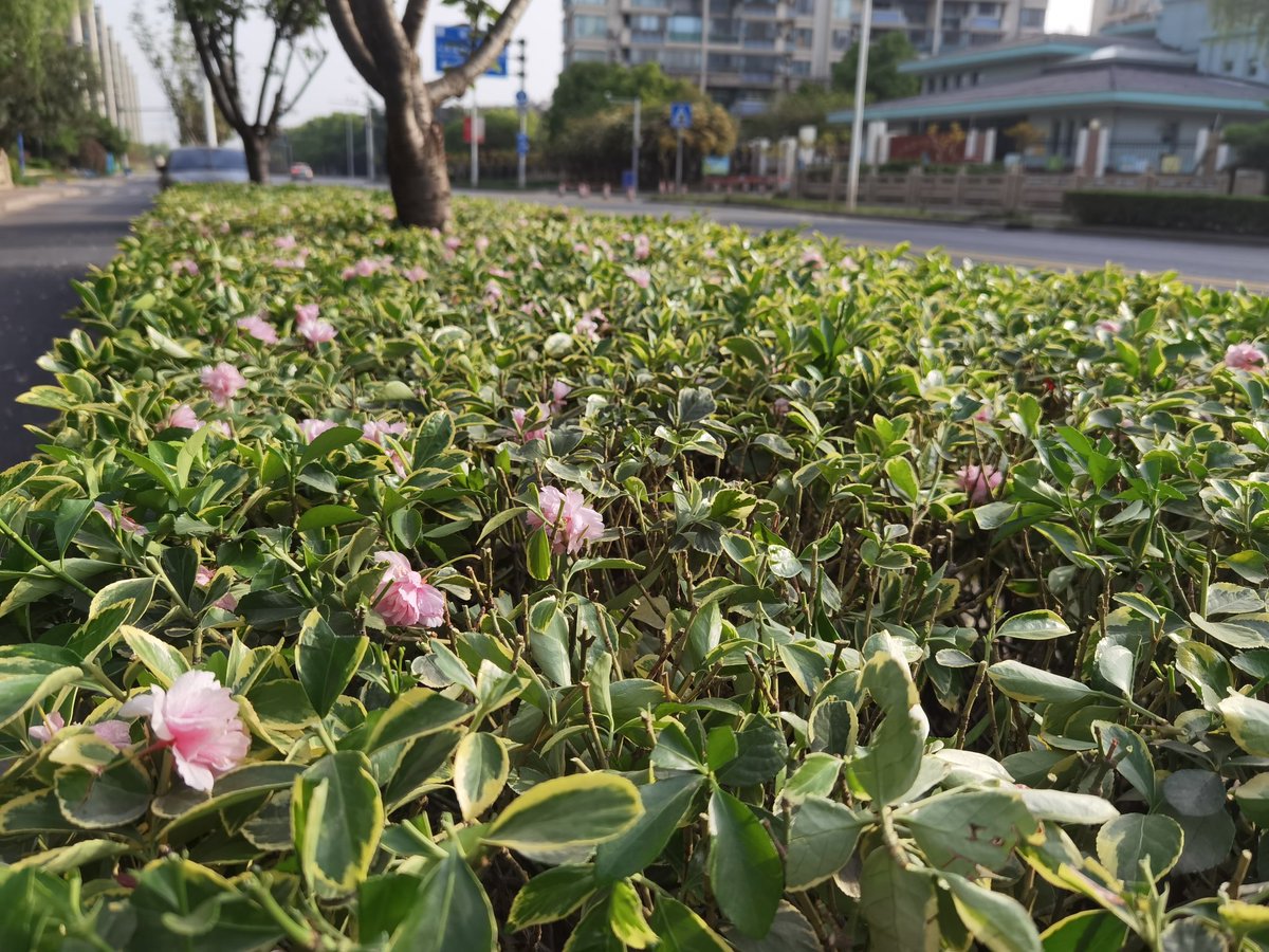 021mumu's tweet photo. 早晨跑步遇见另外一种形��的红花配绿叶。 https://t.co/CT6xoN0Gg5