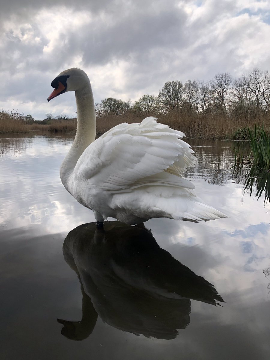 mdrakes1's tweet photo. A majestic pose from Daddy Swan π¦’ @IngrebourneEWT on Berwick Ponds during my run πββοΈ this morning. 106 consecutive runs banked with 143/170km completed for #REDApril. @TeachersRunClub @WeAreERC @UKRunChat #Wellbeing #SundayMotivation #nikerunclub https://t.co/v85t3bIZ9Y