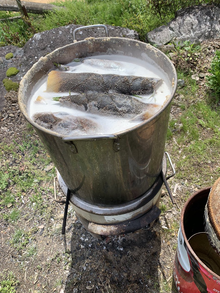 DIY252525's tweet photo. #たけのこ　母と娘と収穫したたけのこを即茹でました。
我が家の煮方は
➡️大鍋に多めに糠をいれる
➡️落とし蓋は丸太の薄切り
➡️水を一杯いれて強火で煮る
➡️アクと糠が溢れだす
➡️一杯入れた薪が燃え尽き
➡️自然に冷めるのを待つ
市販の商品が？と感じるほど、抜群に美味しい😋んです。 https://t.co/yvOwL4q1pu